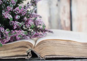 Wrzos i stara książka