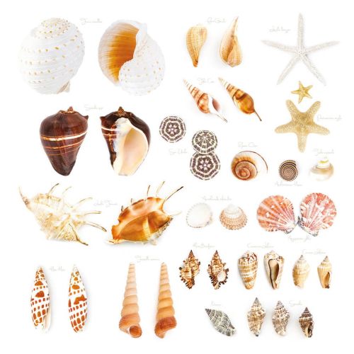 Seashell Collection