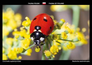 Fauna Polski: Biedronka siedmiokropka