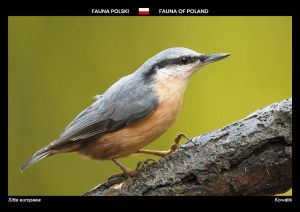 Fauna Polski: Kowalik