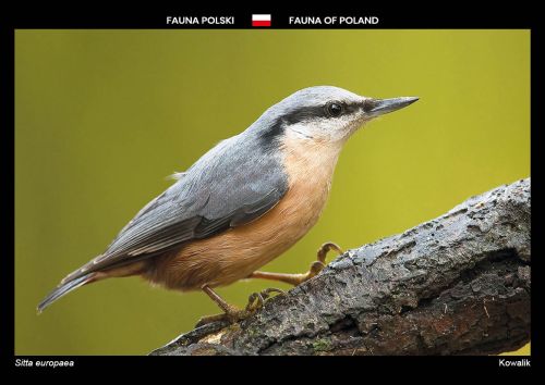 Fauna Polski: Kowalik