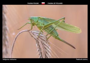 Fauna Polski: Pasikonik zielony