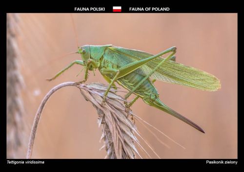 Fauna Polski: Pasikonik zielony