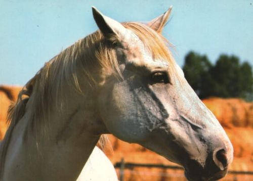 Konie 17