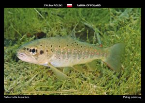Fauna Polski: Pstrąg potokowy