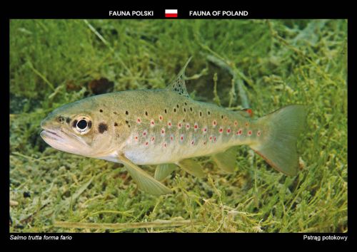 Fauna Polski: Pstrąg potokowy