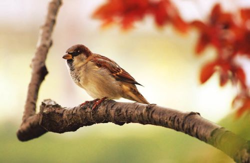 Sparrow