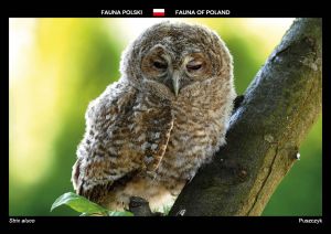 Fauna Polski: Puszczyk