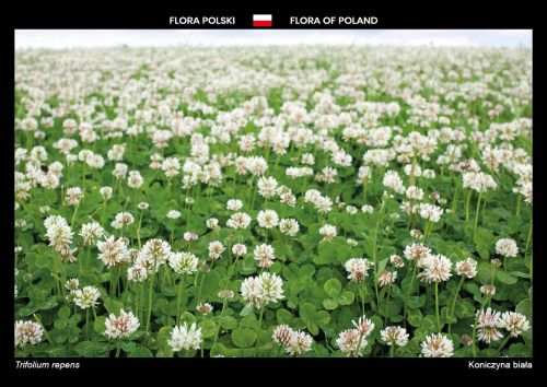 Flora Polski: Koniczyna biała