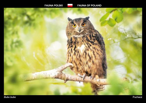 Fauna Polski: Puchacz