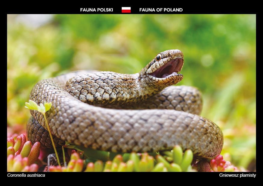 Fauna Polski Gniewosz Plamisty